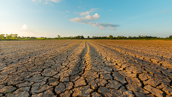 Dry field.